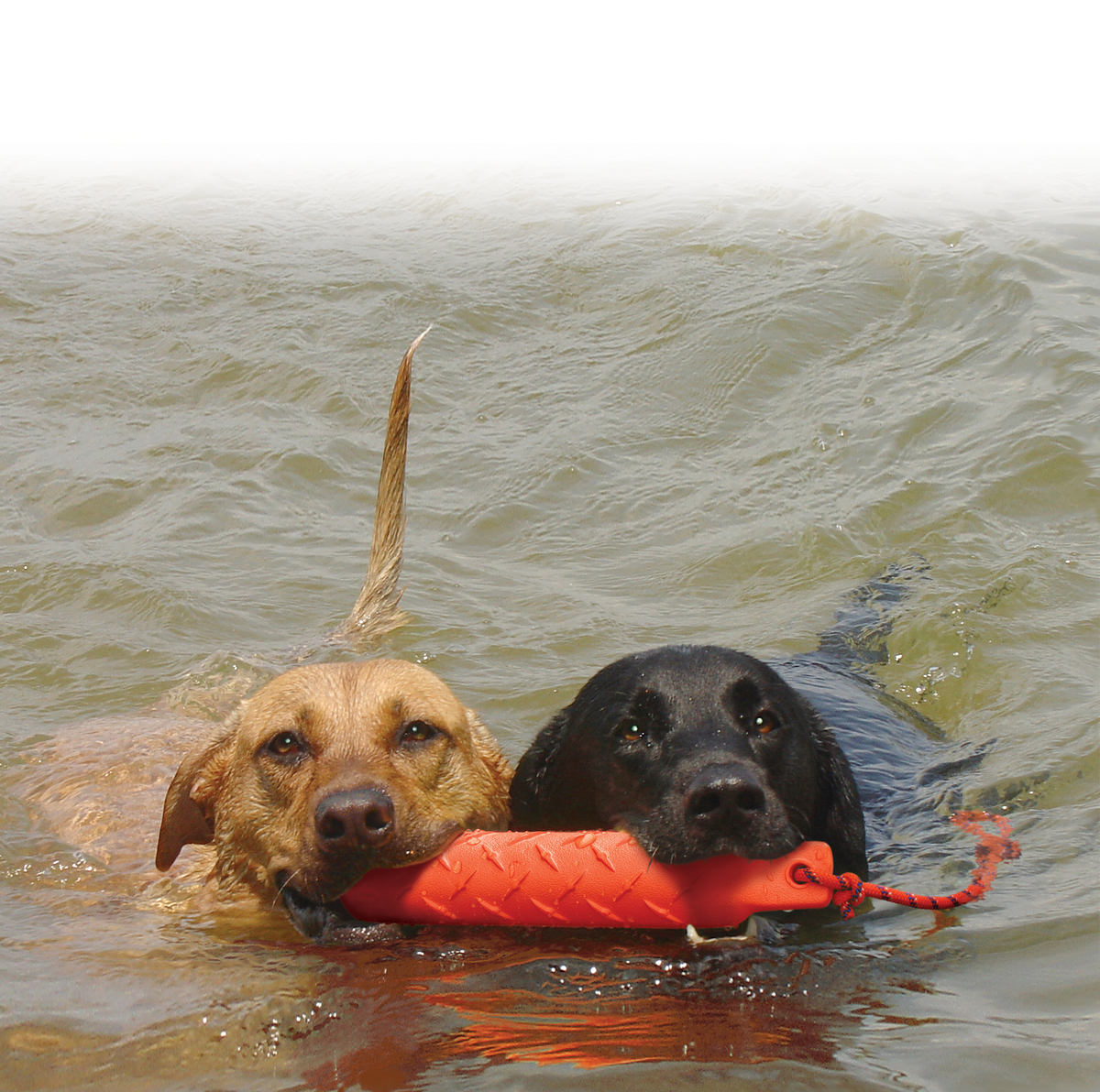 KONG Training Dummy L 50