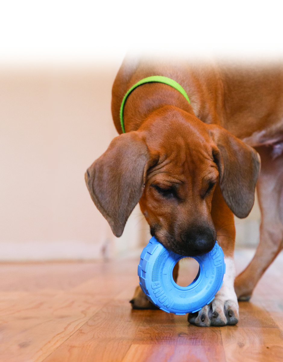 Kong Puppy Traxx S 8