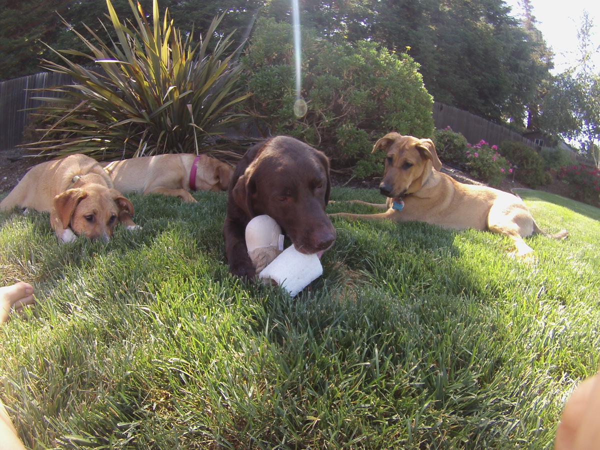 Loofah Buddy assorti