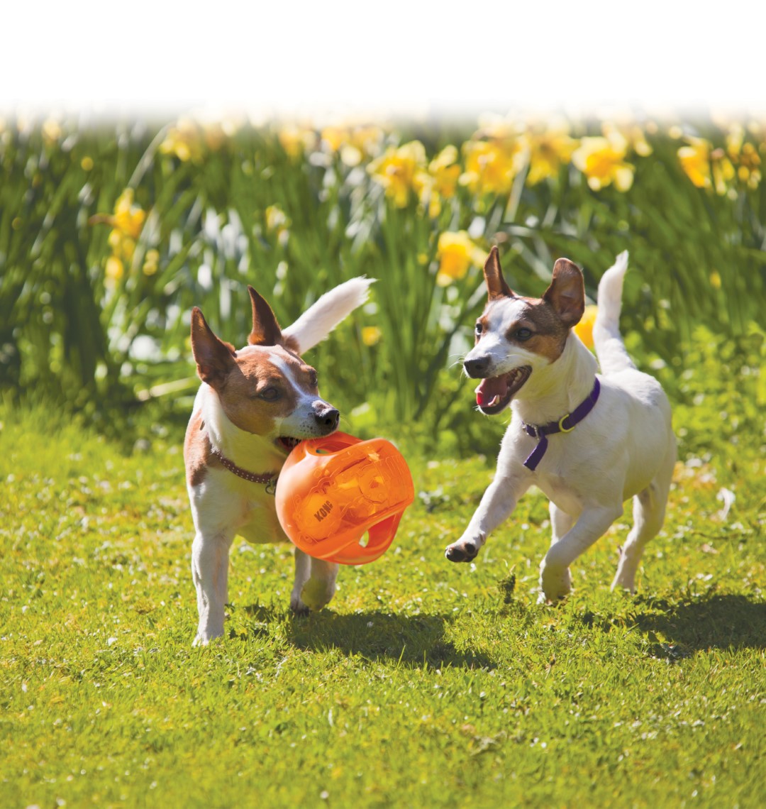 KONG Jumbler Ball L/XL 17